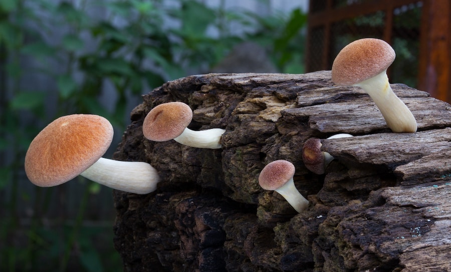 Gymnopilus Purpuratus Magic Mushrooms
