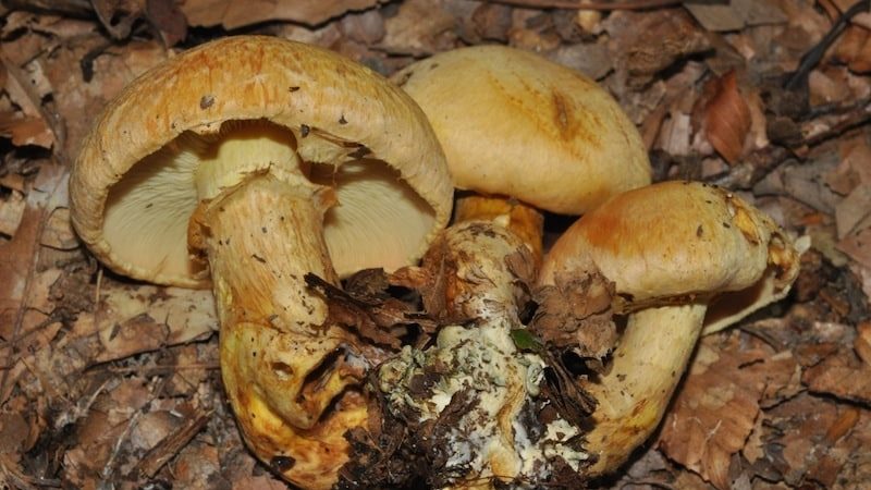 Gymnopilus Validipes Magic Mushrooms