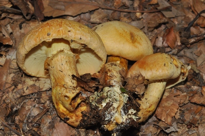 Gymnopilus Validipes Magic Mushrooms