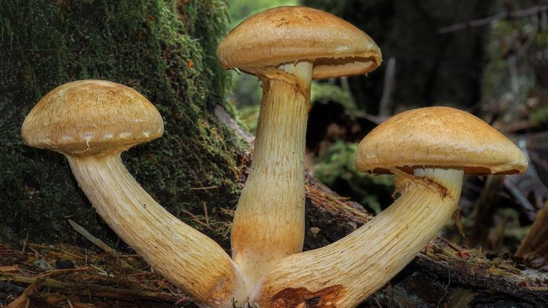Gymnopilus Viridans Magic Mushrooms