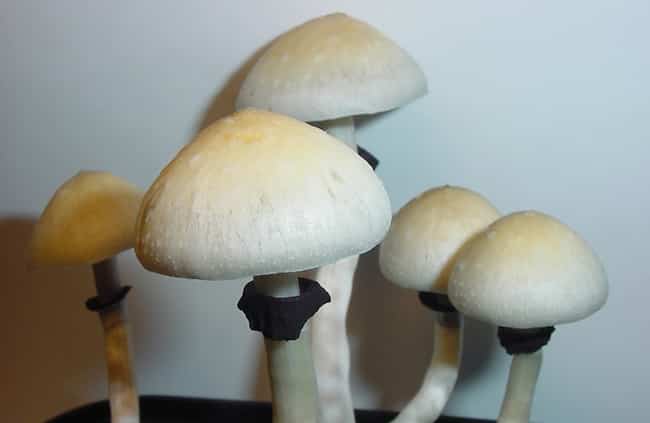 Honduran Magic Mushrooms