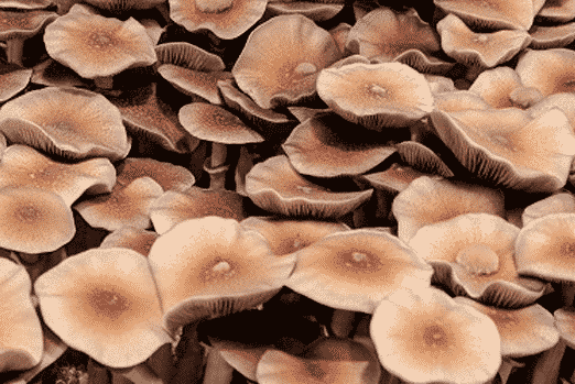 Psilocybe cubensis Huautla magic mushrooms