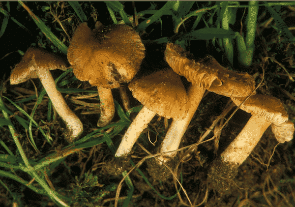 Inocybe aeruginascens Magic Mushrooms