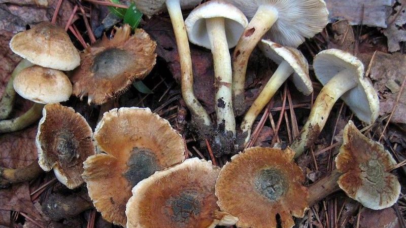 Inocybe corydalina Magic Mushrooms