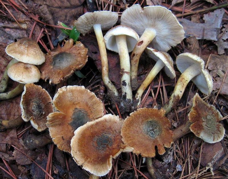 Inocybe corydalina Magic Mushrooms