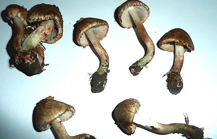 Inocybe haemacta Magic Mushrooms