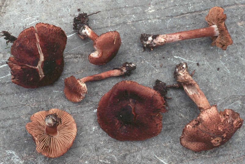 Inocybe tricolor Magic Mushrooms