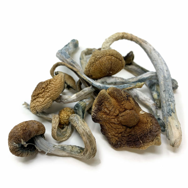 Mexican Cubensis from Pacific Shrooms