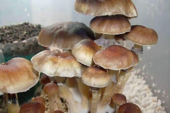 Nua Muang Magic Mushrooms