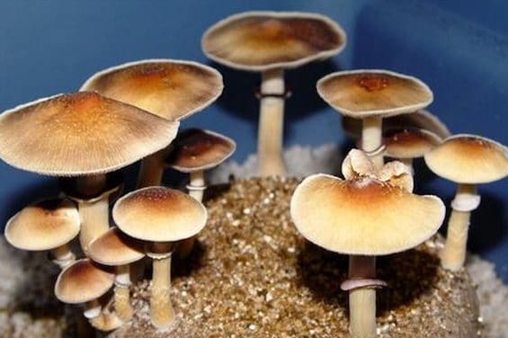 ES Hawaiian Magic Mushrooms
