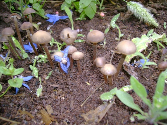 Panaeolus bisporus Magic Mushrooms