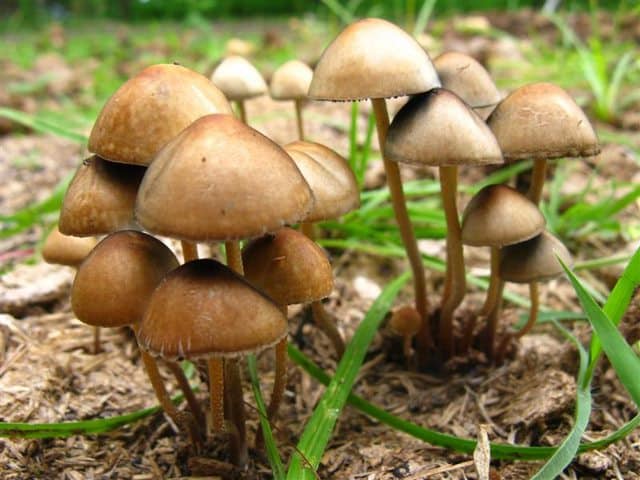 Panaeolus cambodginiensis Magic Mushrooms