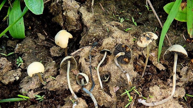 Panaeolus cyanescens Magic Mushrooms