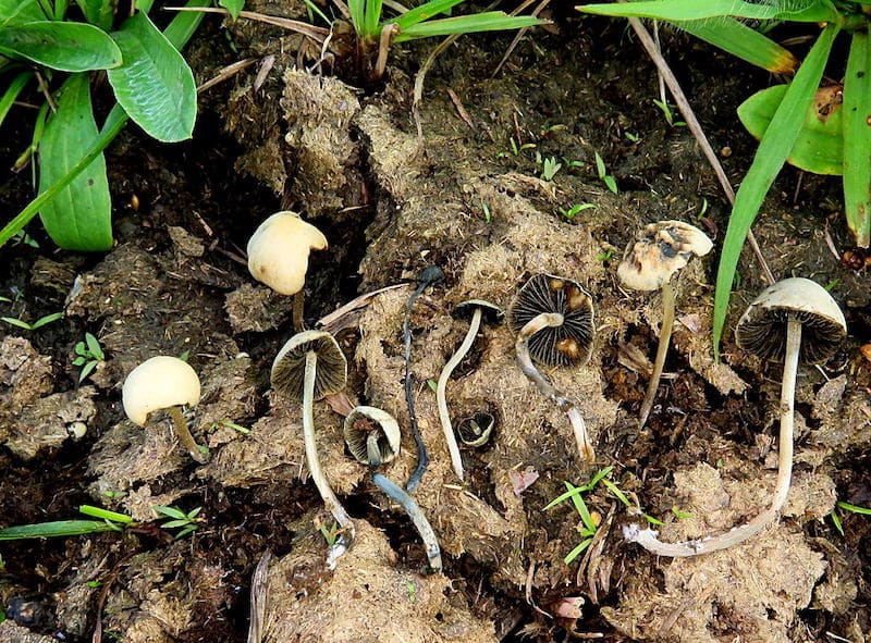 Panaeolus cyanescens Magic Mushrooms