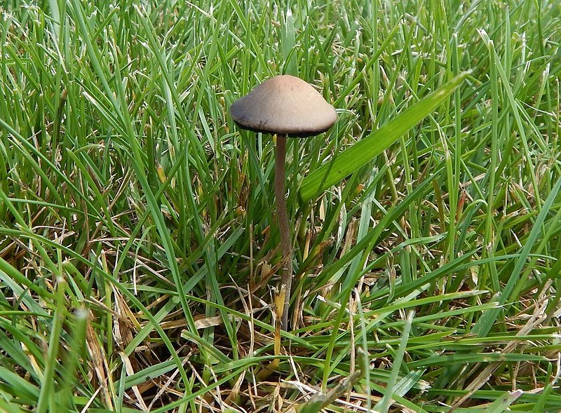 Panaeolus fimicola Magic Mushrooms