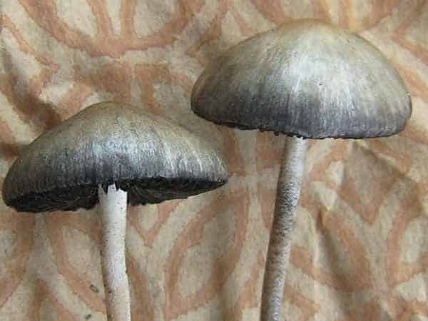 Panaeolus olivaceus Magic Mushrooms