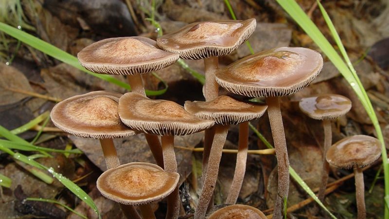 Panaeolus cinctulus Magic Mushrooms