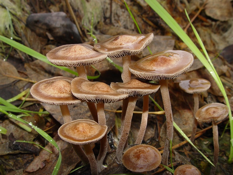 Panaeolus cinctulus Magic Mushrooms