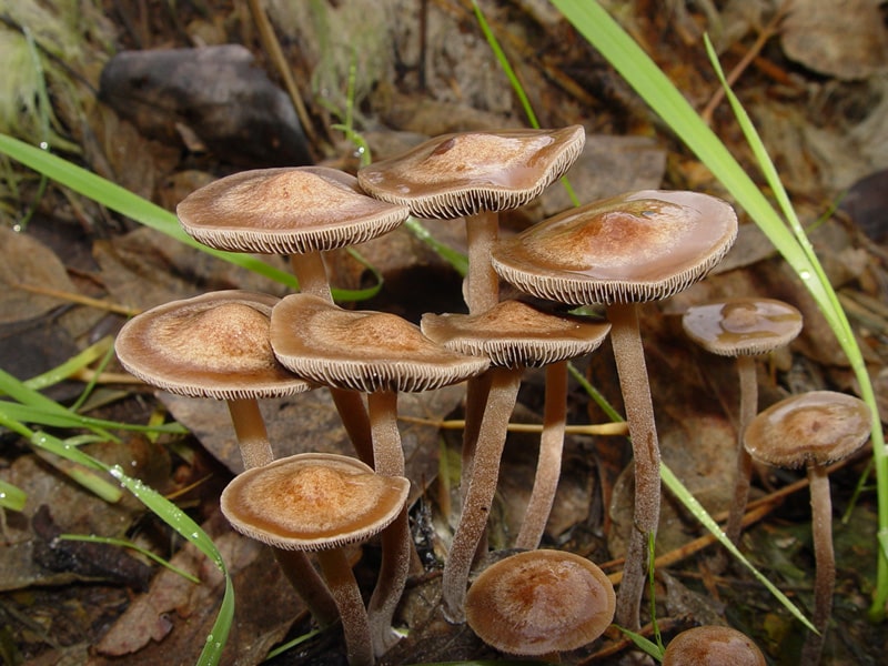 Panaeolus cinctulus Magic Mushrooms - Frshminds