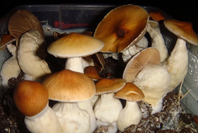 Pf Redspore Magic Mushrooms