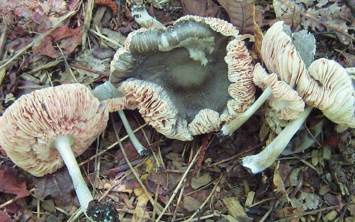 Pluteus americanus Magic Mushrooms
