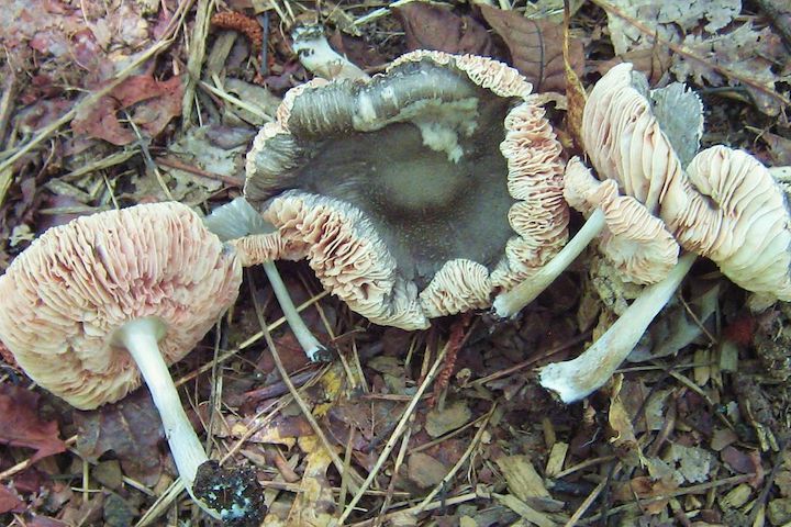 Pluteus americanus Magic Mushrooms