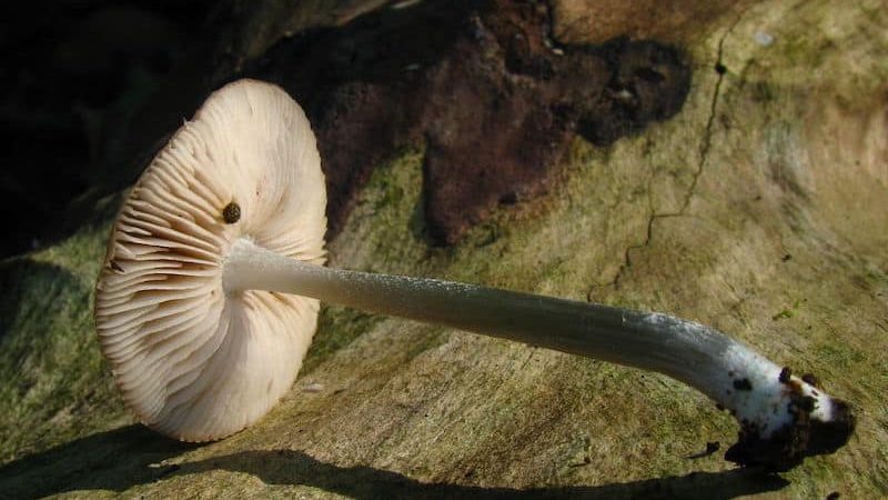 Pluteus cyanopus Magic Mushrooms
