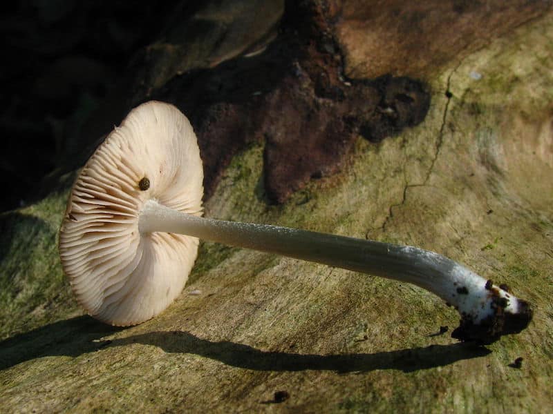 Pluteus cyanopus Magic Mushrooms