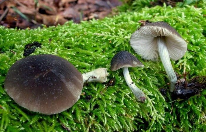 Pluteus phaeocyanopus Magic Mushrooms