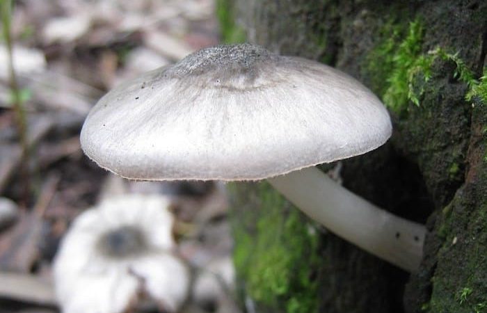 Pluteus salicinus Magic Mushrooms