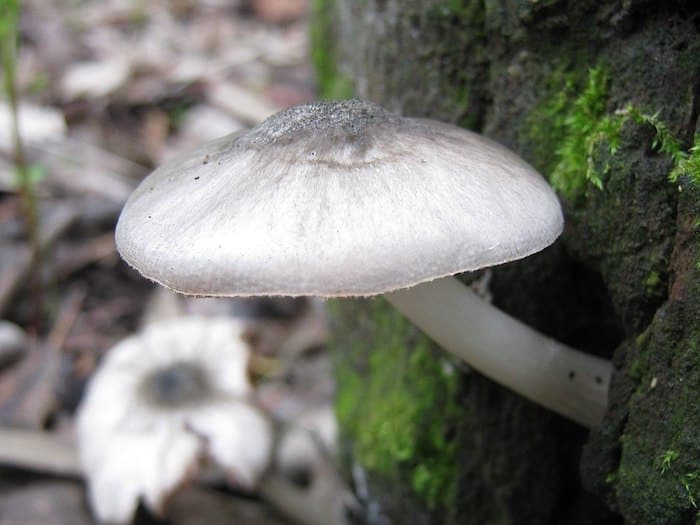 Pluteus salicinus Magic Mushrooms