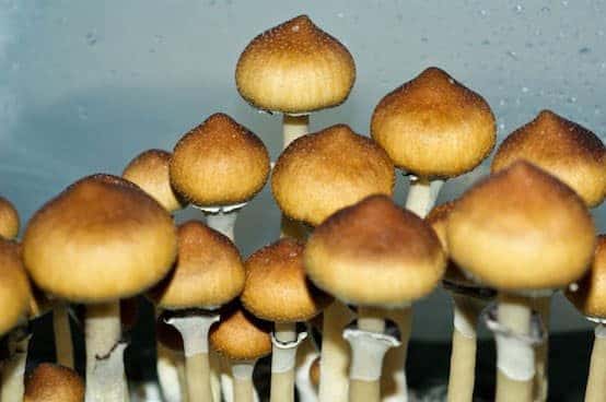 Psilocybe Cubensis Menace Magic Mushrooms