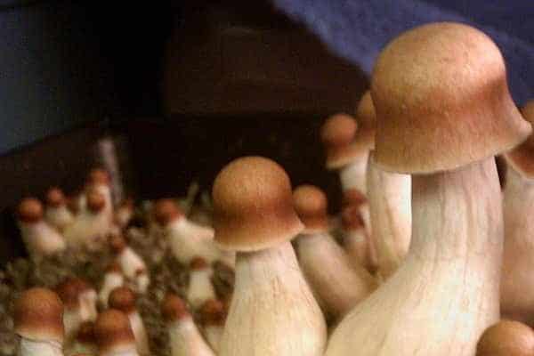 Psilocybe Cubensis Penis Envy Uncut Magic Mushrooms