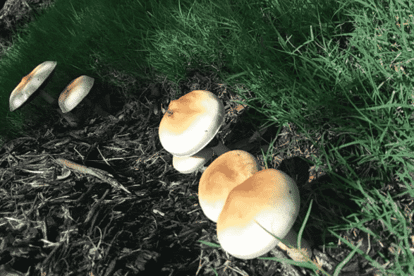 Psilocybe Cubensis Pensacola Magic Mushrooms