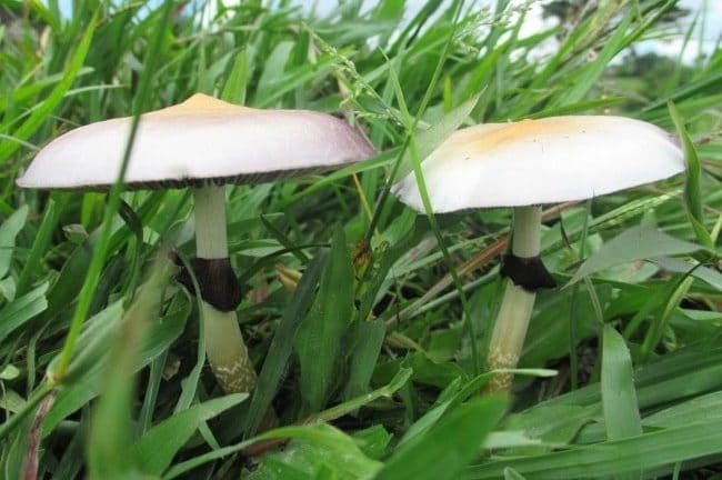 Psilocybe Cubensis Peruvian Magic Mushrooms