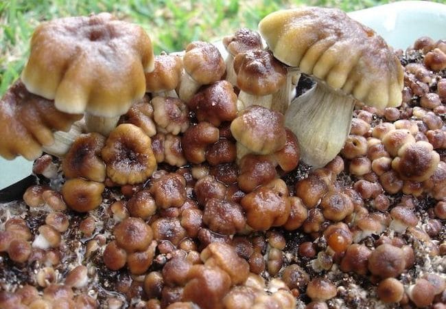 Psilocybe Cubensis R44 Magic Mushrooms