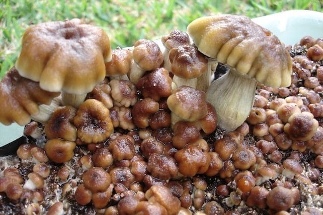 Psilocybe Cubensis R44 Magic Mushrooms