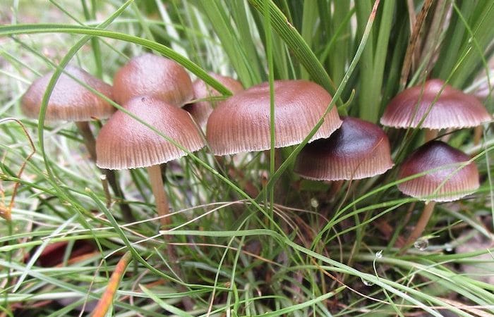 Psilocybe Cubensis Tasmanian Magic Mushrooms