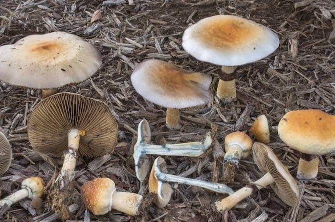 Psilocybe Cubensis Texas Magic Mushrooms