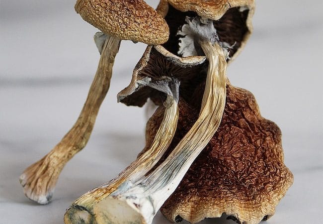 Psilocybe Cubensis Wollongong Magic Mushrooms