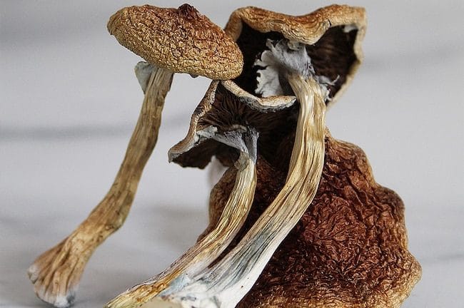 Psilocybe Cubensis Wollongong Magic Mushrooms