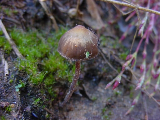 Psilocybe atlantis Magic Mushrooms
