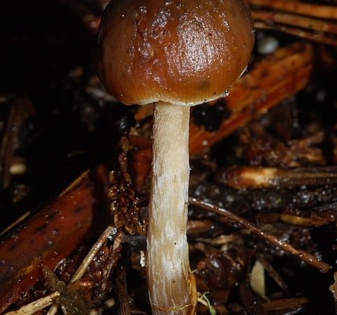 Psilocybe aucklandiae magic mushrooms