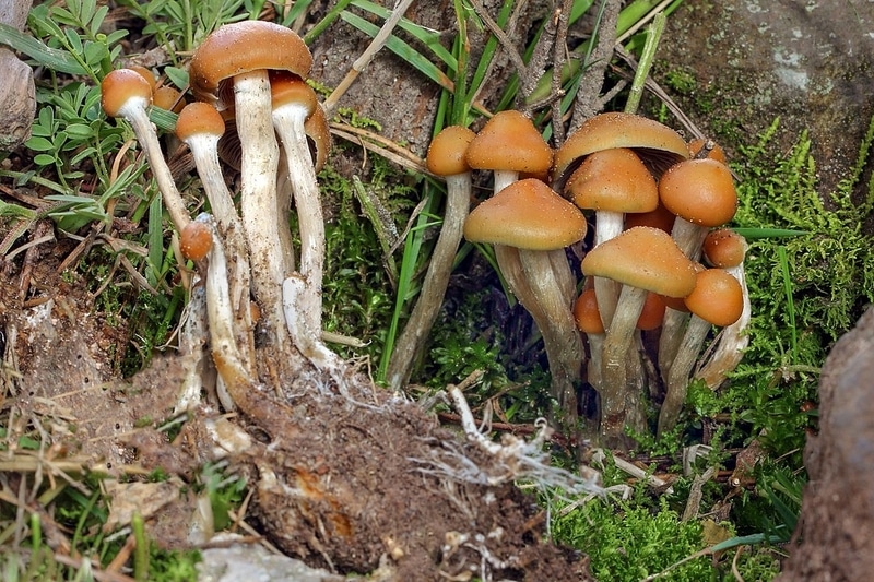 Psilocybe aztecorum magic mushrooms