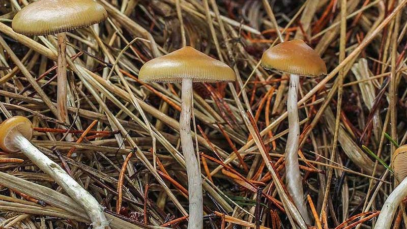 Psilocybe azurescens Magic Mushrooms