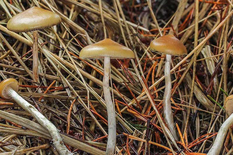 Psilocybe azurescens Magic Mushrooms