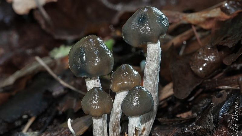 Psilocybe baeocystis magic mushrooms