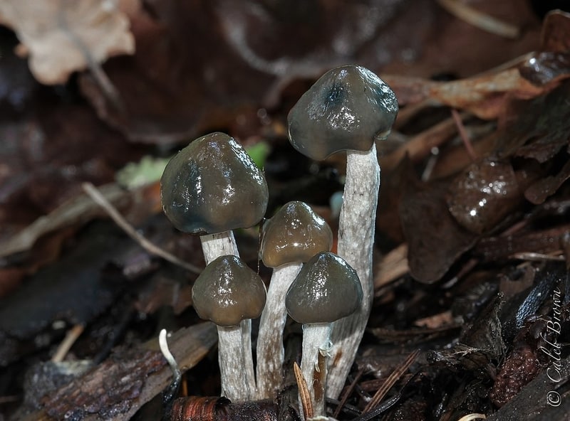 Psilocybe baeocystis magic mushrooms