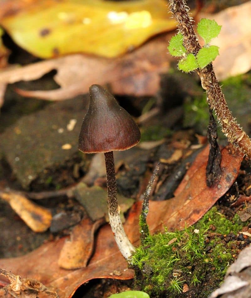 Psilocybe banderillensis magic mushrooms