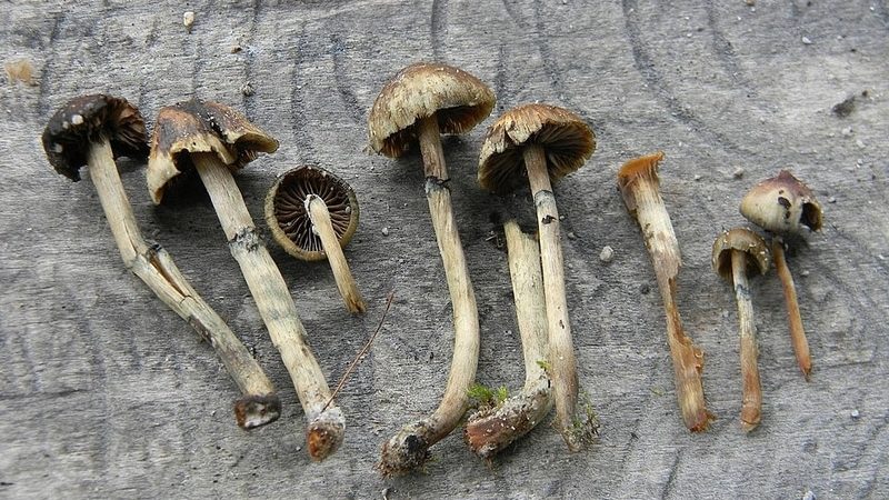 Psilocybe caeruleoannulata magic mushrooms